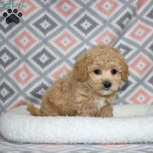 Pogo, Bich-Poo Puppy